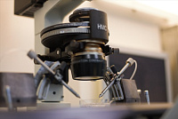 Эмбриология